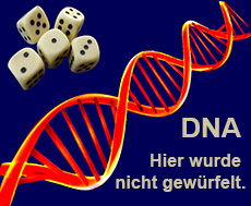 DNA-Bausteine